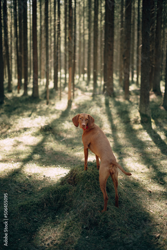 hungarian vizsla in the forest
