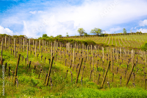 Beautiful vineyard and countryside landscape in Alsace, France. Blue sky in bright sunny day. 