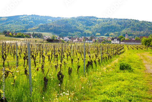 Beautiful vineyard and countryside landscape in Alsace, France. Brigh sunny day and mountains in the background. 