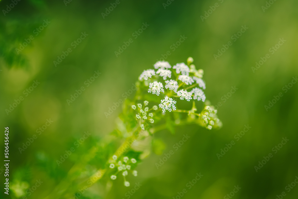 Meadow spring green natural background Meadow spring green natural background