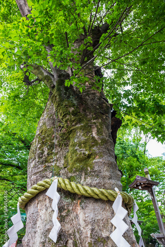 大國魂神社　けやき  ご神木　名木　新緑　若葉