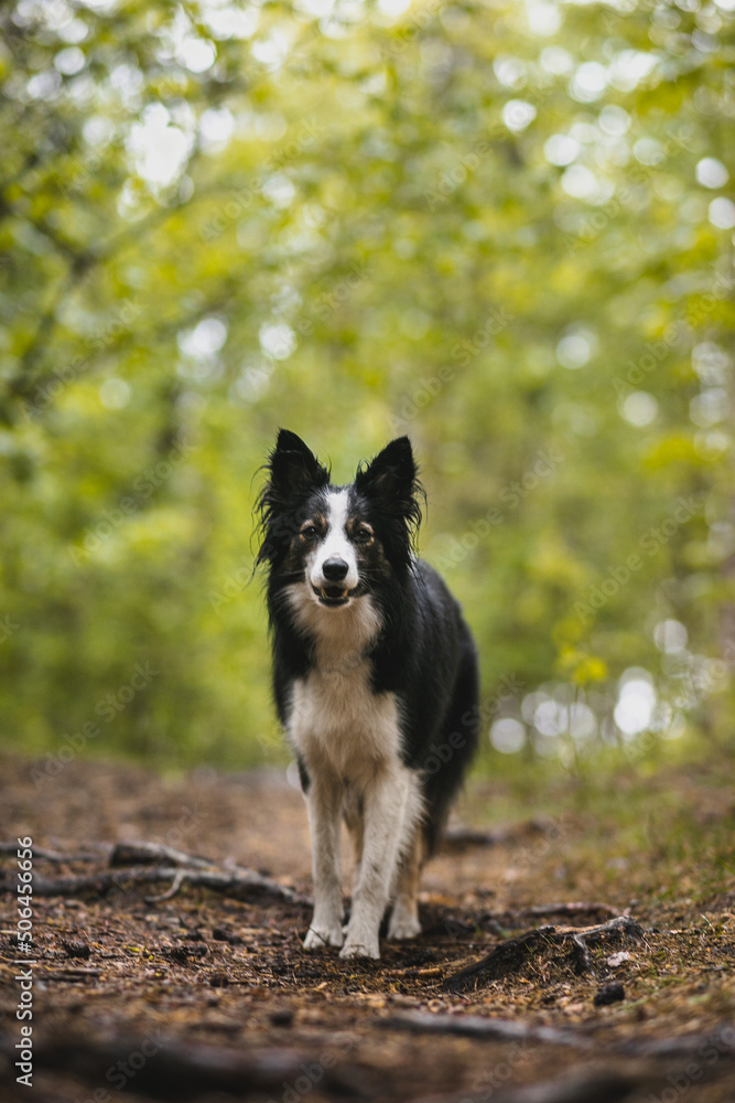Border Collie stoi w zielonym lesie i pozuje do zdjęcia