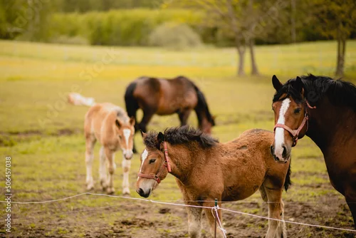 Obraz Źrebaki ze swoimi klaczami na pastwisku