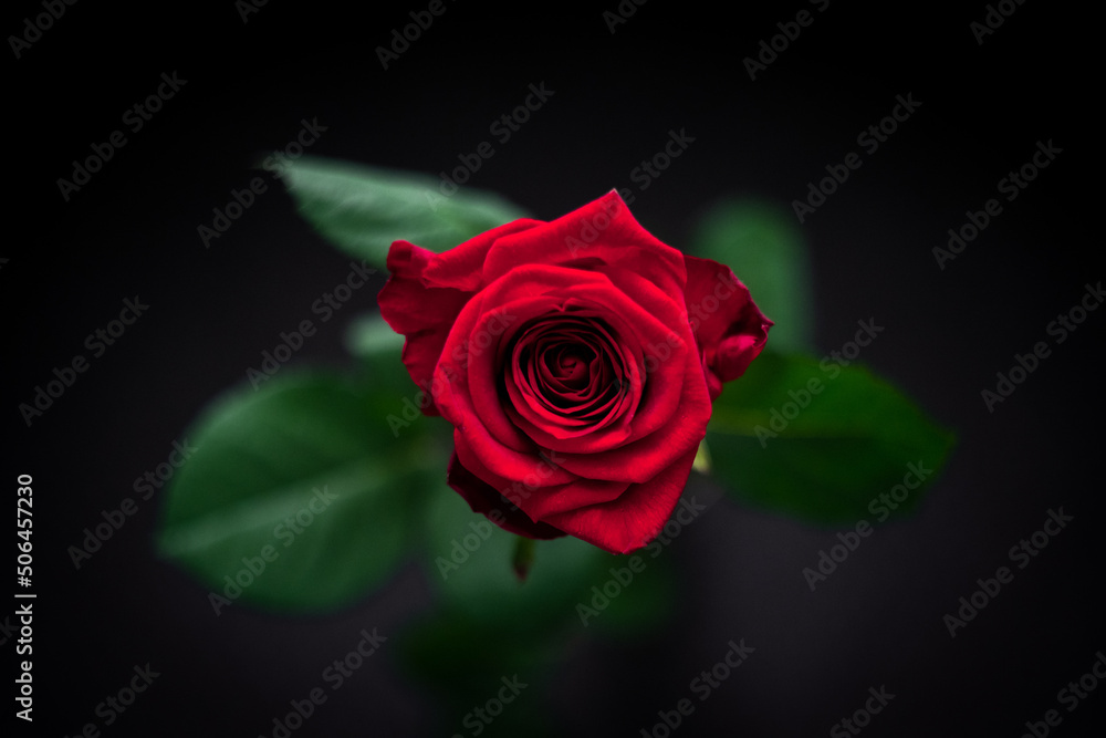 custom made wallpaper toronto digitalLovely rose flower from above for your beautiful valentine, mariage, engagement, true love - black, rose, red, gift flower, green - shot with a Lumix S1 Panasonic