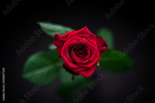 Lovely rose flower from above for your beautiful valentine  mariage  engagement  true love - black  rose  red  gift flower  green - shot with a Lumix S1 Panasonic