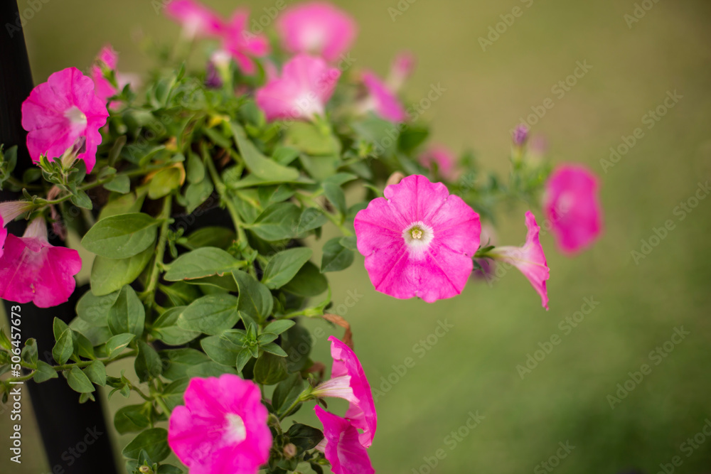 Fototapeta premium Close up photo of surfinia flower. Blurred background.