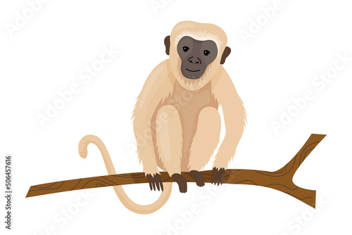 Monkey or macaque with light hair. An exotic animal from the jungle, sits on a branch. African monkey isolated on white background.