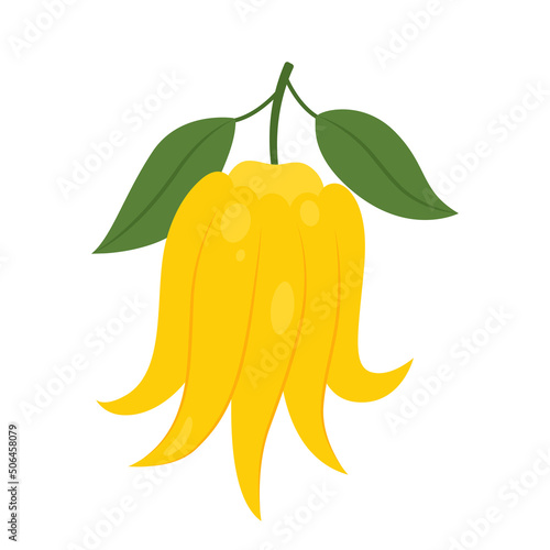 Buddha's hand fruit (open hand) isolated on white background. Citrus medica, sarcodactylis or fingered citron icon for package design. Vector illustration of exotic fruits in flat style.