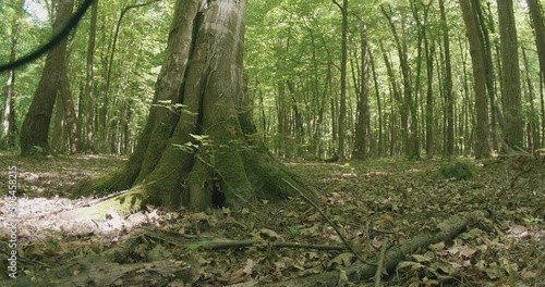 Snake den tree in the forest.