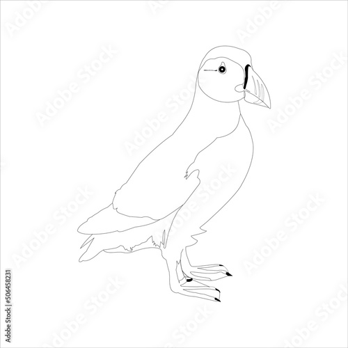 Puffin illustration, drawing, engraving, ink, line art, vector