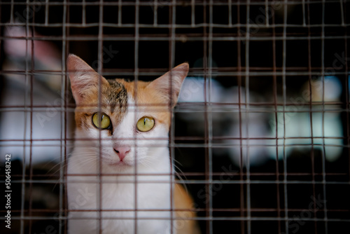 cat on a window