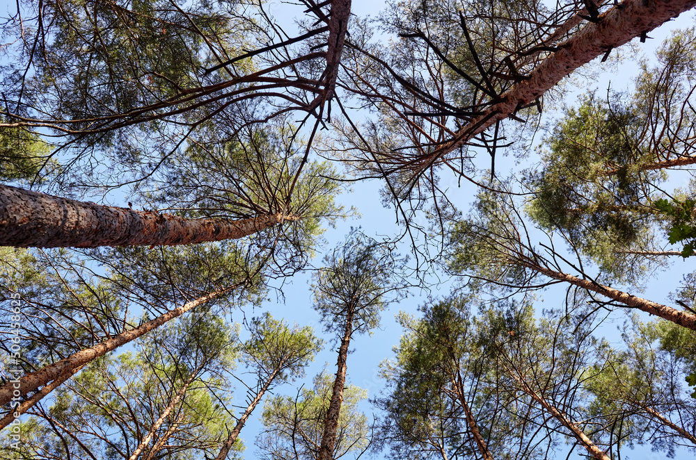 Fototapeta premium Bottom view of tall old trees in evergreen forest. Blue sky in the background. Low angle view of trees in the forest, natural background