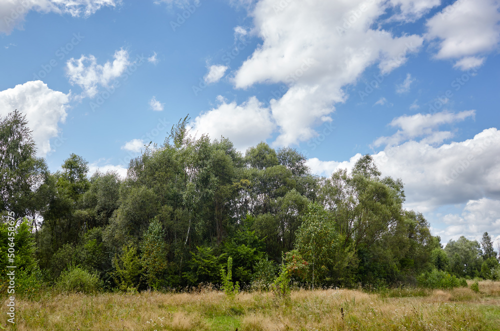 Bright summer forest against the sky and meadows. Beautiful landscape of green trees and blue sky background Bright summer forest against the sky and meadows. Beautiful landscape of green trees and blue sky background