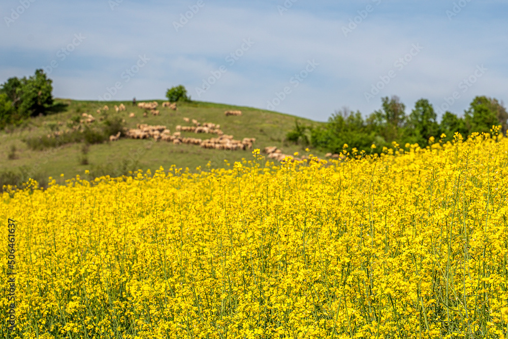 Blooming canola flowers. Flowering Bright Yellow canola field in spring.