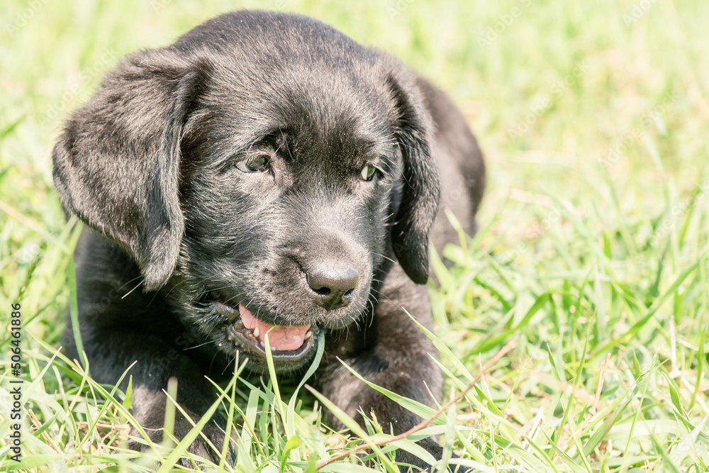 Black Labrador Retriever dog lies on the green grass. Labrador puppy.