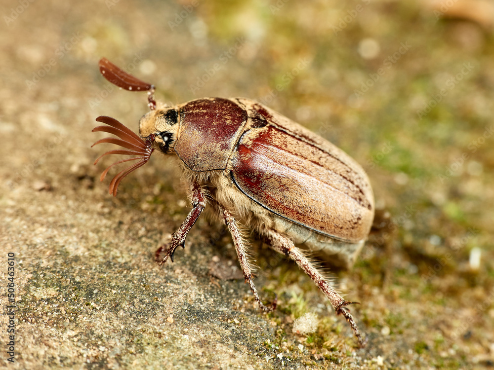 Cockchafer Beetle in a natural environment. Melolontha baetica. Cockchafer Beetle in a natural environment. Melolontha baetica.