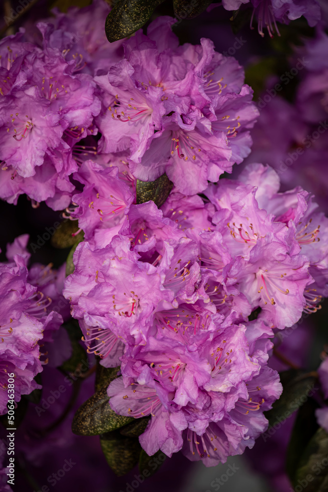 Bright flowers of lilac rhododendron . Spring garden.
