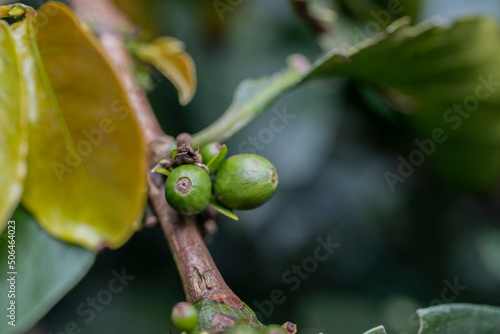 close up of a coffee plant with fruits