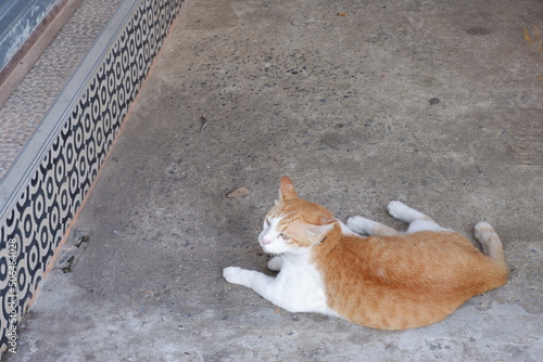 The cat has orange and white fur