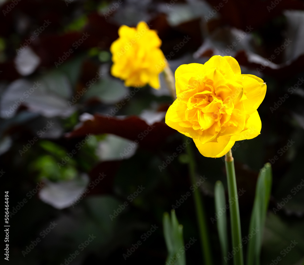 A pair of striking yellow daffodils with lush green and purple foliage in the background
A pair of striking yellow daffodils with lush green and purple foliage in the background