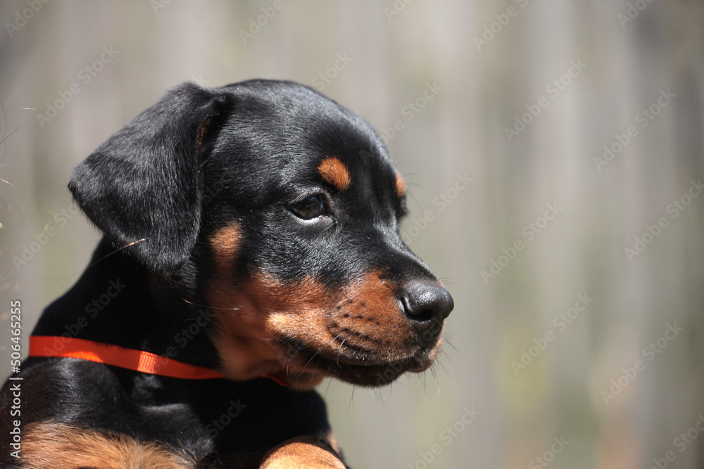 Doberman puppy with orange ribbon