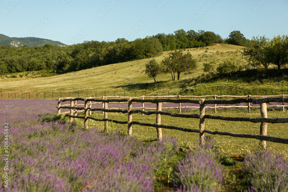 Blooming purple lavender fields. Green hill view 