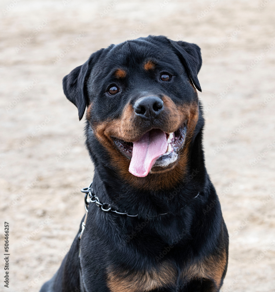 Fototapeta premium rottweiler in nature