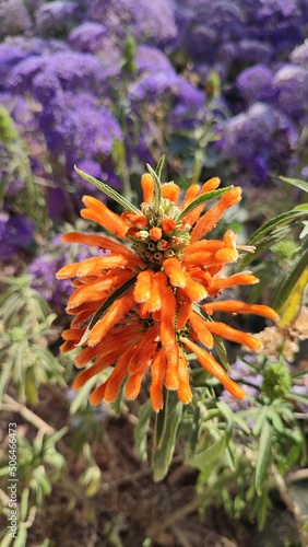 orange and violet flowers