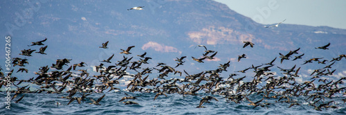 Big flock of cormorants are flying against the backdrop of the sea and waves. False Bay. South Africa.