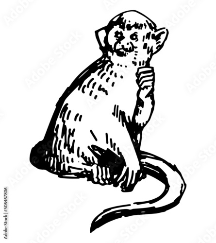 Common squirrel monkey clipart. Single doodle of tropical wild animal isolated on white. Hand drawn vector illustration in engraving style.
