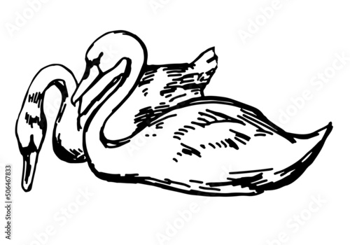 Swans couple clipart. Single doodle of waterfowl birds animal isolated on white. Hand drawn vector illustration in engraving style.