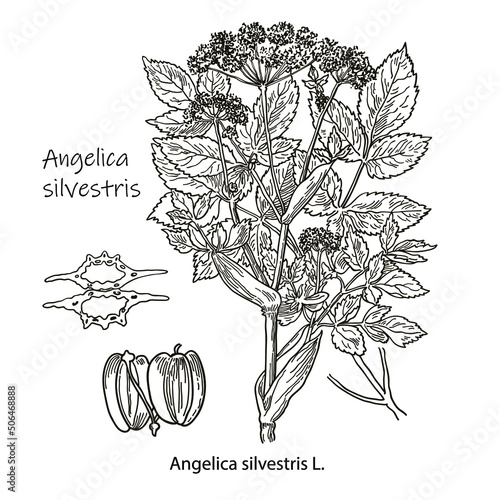 Angelica silvestris. Vector hand drawn herb. Botanical plant illustration. Vintage medicinal herb sketch.
