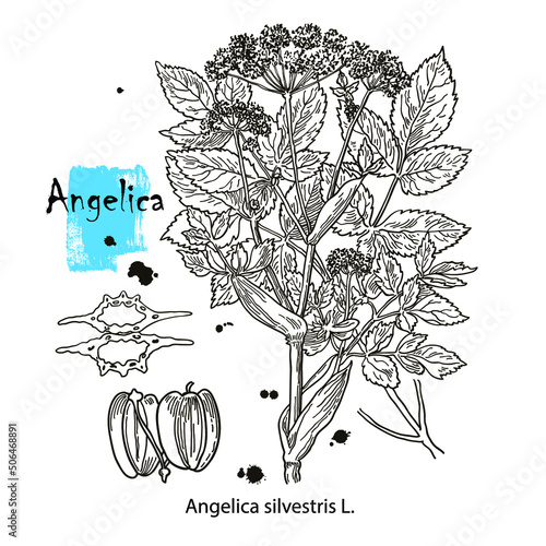 Angelica silvestris. Vector hand drawn herb. Botanical plant illustration. Vintage medicinal herb sketch.