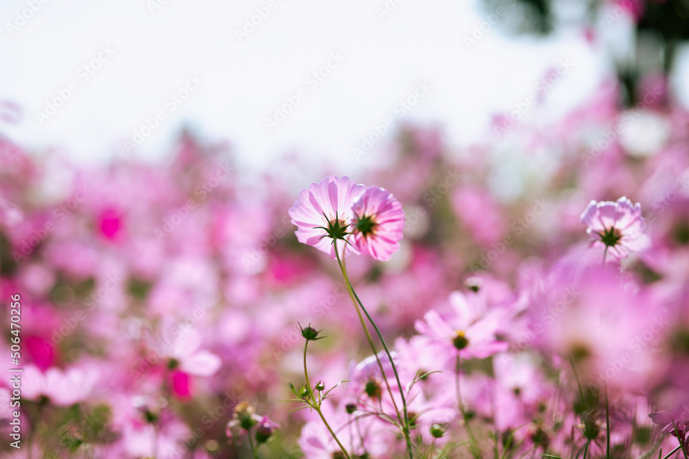Pink and red cosmos flowers garden and soft focus Pink and red cosmos flowers garden and soft focus