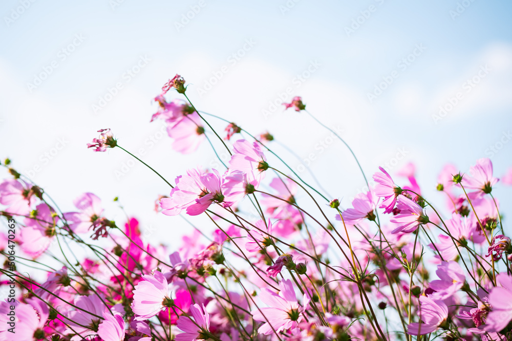 Pink and red cosmos flowers garden and soft focus Pink and red cosmos flowers garden and soft focus