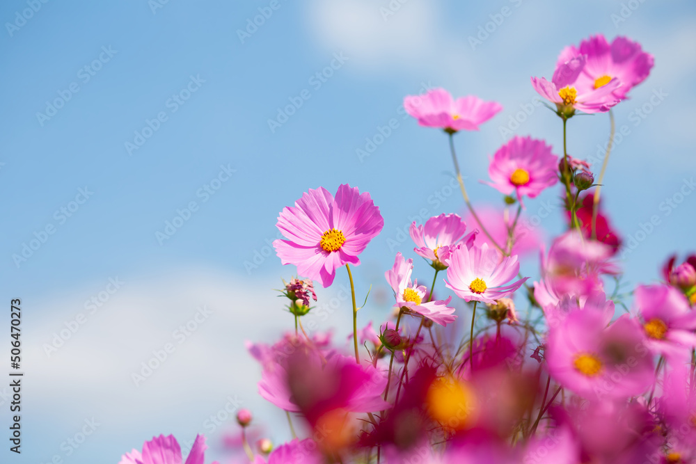 Pink and red cosmos flowers garden and soft focus