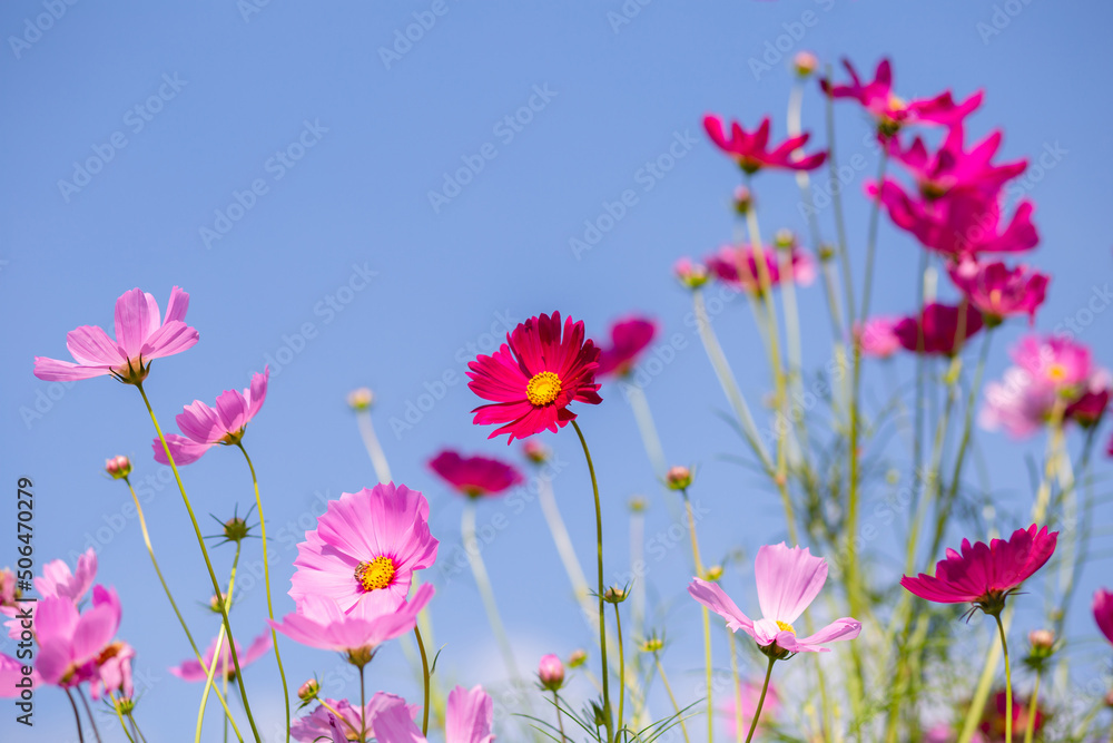 Pink and red cosmos flowers garden and soft focus Pink and red cosmos flowers garden and soft focus