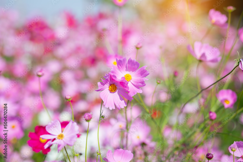 Pink and red cosmos flowers garden and soft focus Pink and red cosmos flowers garden and soft focus