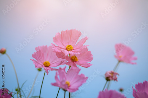 Pink and red cosmos flowers garden and soft focus © chaunpis