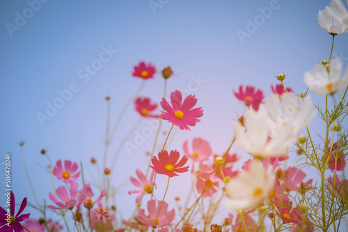 Pink and red cosmos flowers garden and soft focus