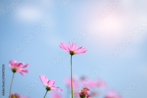 Pink and red cosmos flowers garden and soft focus