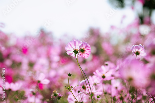 Pink and red cosmos flowers garden and soft focus