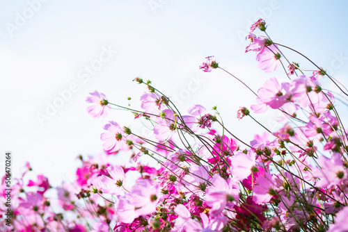 Pink and red cosmos flowers garden and soft focus