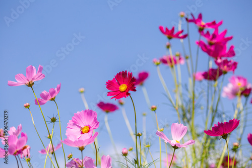Pink and red cosmos flowers garden and soft focus © chaunpis