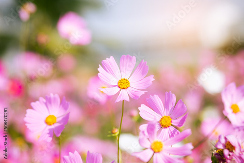 Pink and red cosmos flowers garden and soft focus