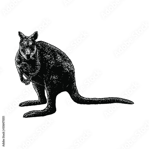 wallaby illustration isolated on background