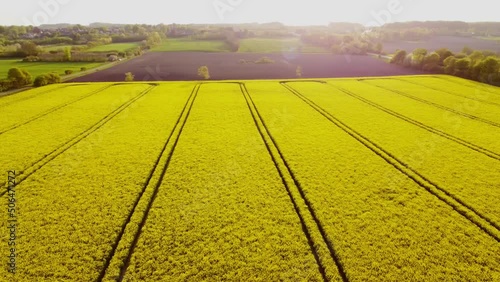 Drone flight over yellow rape field at golden hour