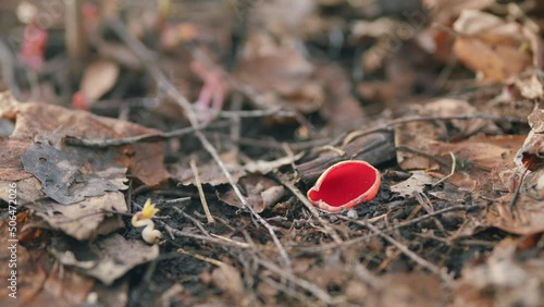 Early spring. Sarcoscypha coccinea, commonly known as the scarlet elf cup. photo