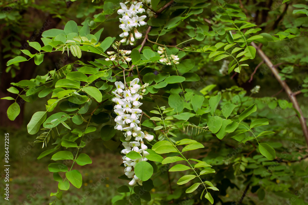 spring flowering white acacia