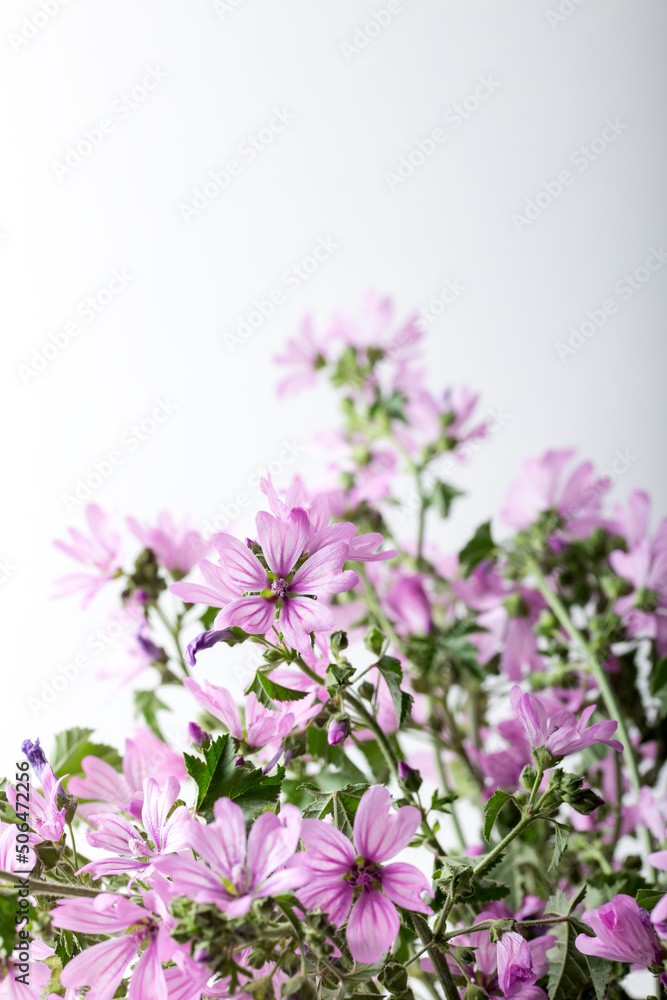 Obraz premium Malva sylvestris flowers. Common mallow (Malva sylvestris) flowers. Wild Mallow Malva sylvestris on the white background.
